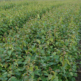 Vortebirk 30-50 cm - træ - 25 stk. pr. bundt