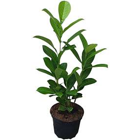 Kirsebærlaurbær, Prunus laurocerasus novita, 19 cm potte
