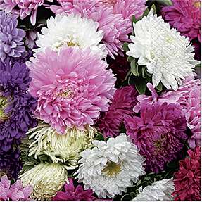 Mønstrede servietter 33x33 cm 20-pak