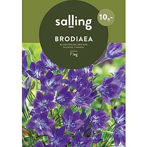 Salling blomsterløg Brodiaea
