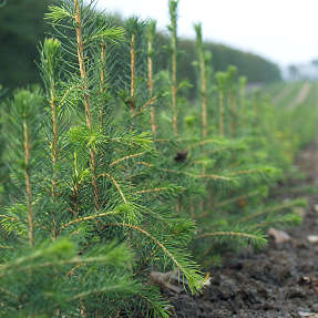 Rødgran 30-60 cm - træ - 25 stk. pr. bundt