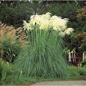 Pampasgræs, Cortaderia Selloana, 23 cm potte.