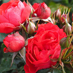 Salita Flower Circus barrodet haverose 3 stk.