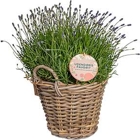 Lavendel