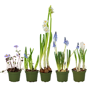 Løgplante 9 cm potte - flere varianter - assorteret