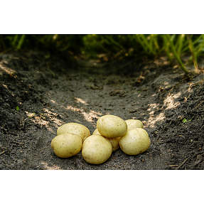 Læggekartofler Solist - 1,5-2 kg
