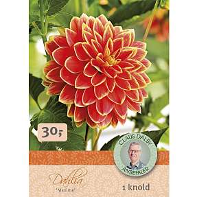 Claus Dalby Dahlia Maxime
