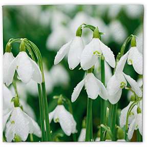 Mønstrede servietter 33x33 cm 20-pak