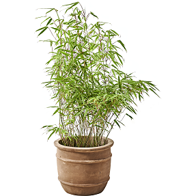Bambus, Cortaderia pumilla, 23 cm potte