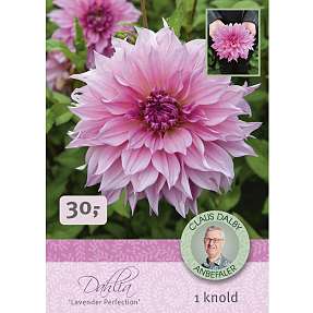 Claus Dalby Dahlia Lavender Perfection