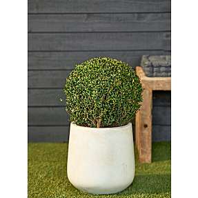 Buksbom kugle, Buxus sempervirens, 26 cm potte