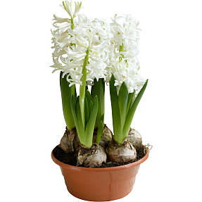 Hyacint 16 cm potte med 5 løg