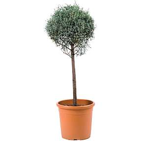 Cypres Cupressus arizonica 'Fastigiata' ball