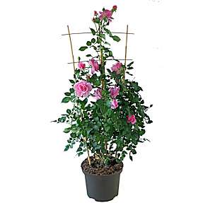 Roser i blomst, 29 cm potte