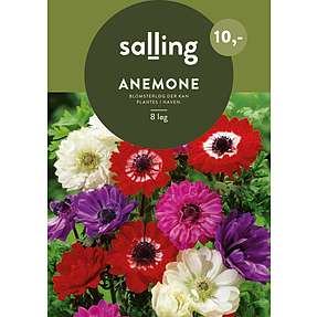 Salling blomsterløg Anemone