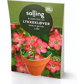 Salling potte med frøblanding - Lykkekløver Oxalis Deppei