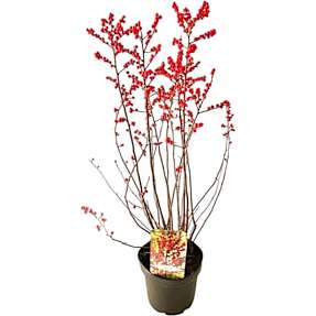 Ilex verticillata, 21 cm potte