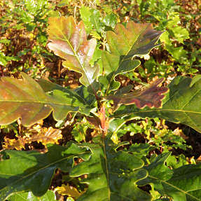 Vintereg 30-50 cm - hæk - 25 stk. pr. bundt