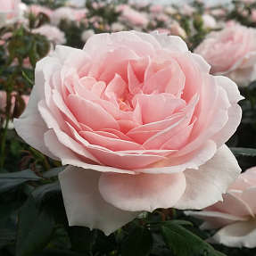 Cream Flower Circus barrodet haverose 3 stk.