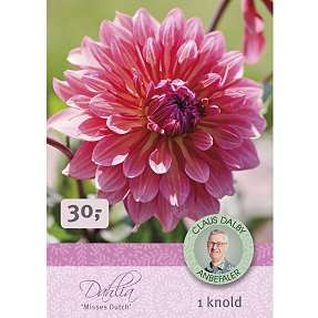 Claus Dalby Dahlia Misses Dutch
