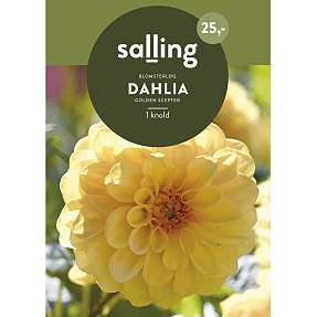 Salling blomsterløg Dahlia Golden Scepter
