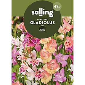 Salling blomsterløg Gladiolus