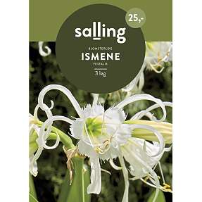 Salling blomsterløg Ismene Festalis