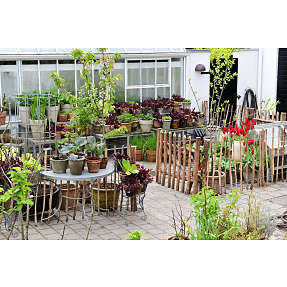 Claus Dalby havehegn 10 m x 90 cm