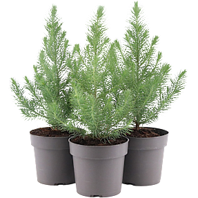 Parasol-fyr - Pinus Pinea Silver Crest - 17 cm potte