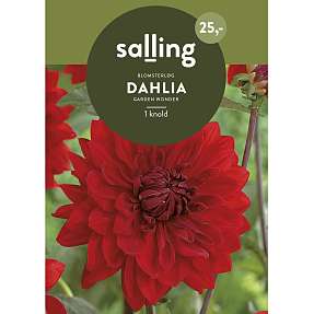 Salling blomsterløg Dahlia Garden Wonder