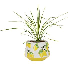 Cordyline