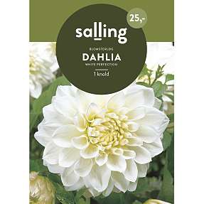 Salling blomsterløg Dahlia White Perfection