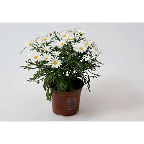 Marguerit, Leucanthemum, 10,5 cm potte