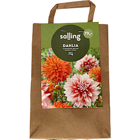 Salling blomsterløg Dahlia