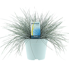 Blå bjørnegræs, Festuca glauca, 17 cm potte