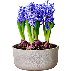 Hyacint i 11 cm potte med 3 løg