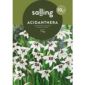 Salling blomsterløg Acidanthera