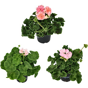 Pelargonie, 12 cm potte