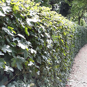 Navr 30-50 cm - hæk - 25 stk. pr. bundt