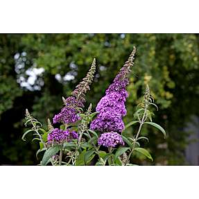 Sommerfuglebusk Buddleja davidii 19 cm potte