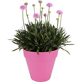 Stauder - pink