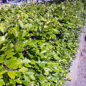 Bøg 30-50 cm - hæk - 25 stk. pr. bundt