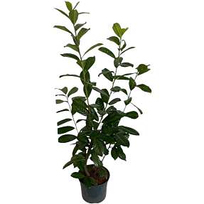 Kirsebærlaurbær, Prunus laurocerasus novita, 23 cm potte