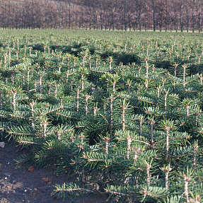 Nordmannsgran 12-25 cm - træ - 25 stk. pr. bundt