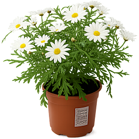 Marguerit, Leucanthemum, 10,5 cm potte