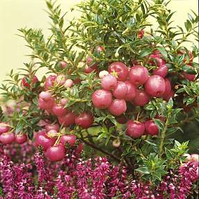 Myrtekrukke Pernettya, 10,5 cm potte