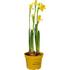 Mini påskelilje, Narciscarlton, 9 cm potte