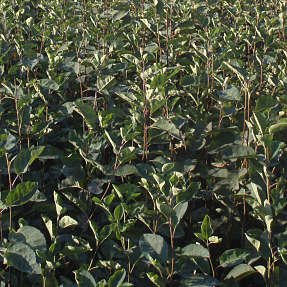 Aks bærmispel 30-50 cm - hæk - 25 stk. pr. bundt