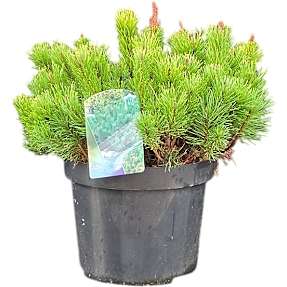 Pinus Mugo