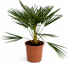 Dværgpalme Chamaerops humilis
